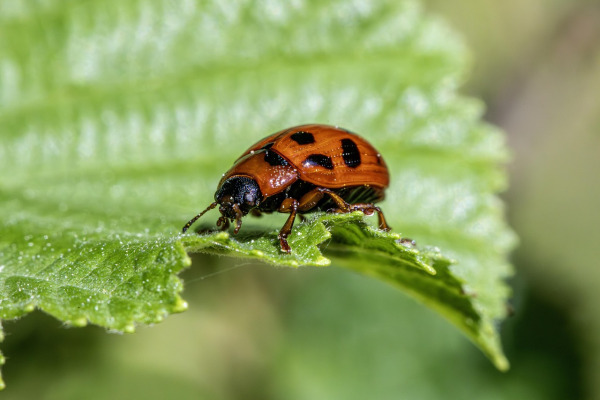 commercial pest control service building