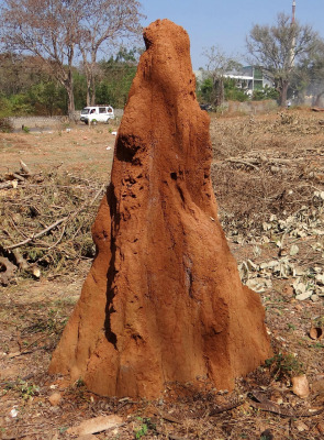 termite treatment trenching and bait